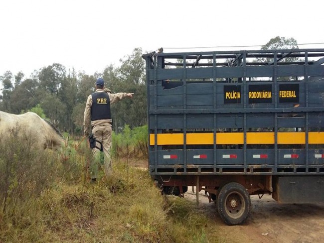 Polícia Rodoviária Federal inicia operação especial para recolhimento de animais
