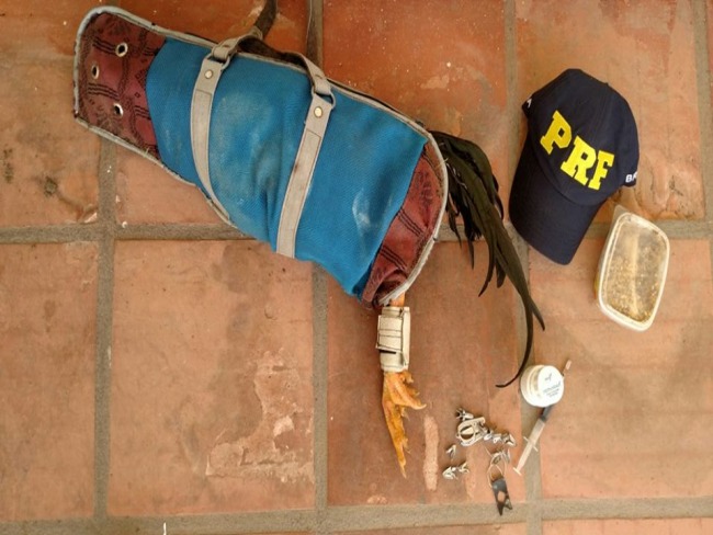 Polcia Rodoviria Federal flagra maus tratos a animal em Dom Pedrito 