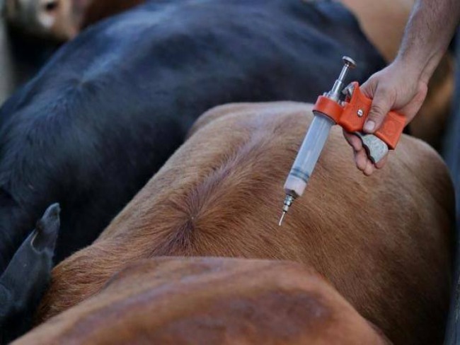 Vacinao contra Febre Aftosa comea segunda-feira no Rio Grande do Sul