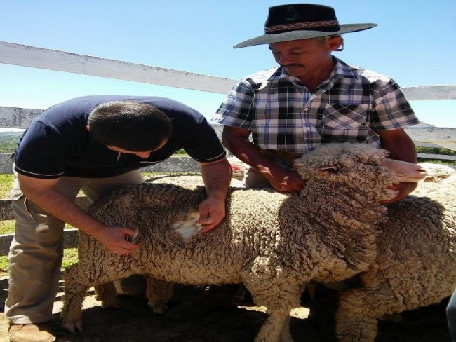 Arco e governo do estado renovam convênio para desenvolvimento da ovinocultura gaúcha