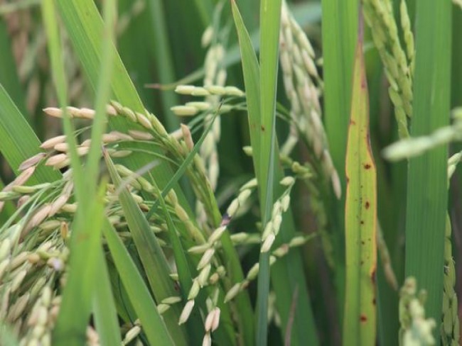 Rio Grande do Sul representou 94,9% da exportação nacional de arroz