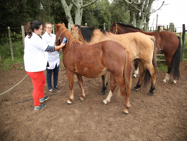 Coordenadoria do Bem-Estar Animal prepara adoo de cavalos