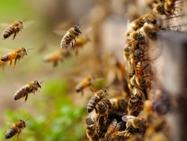 Moradore so atacados por abelhas no quintal de casa em Catanduva