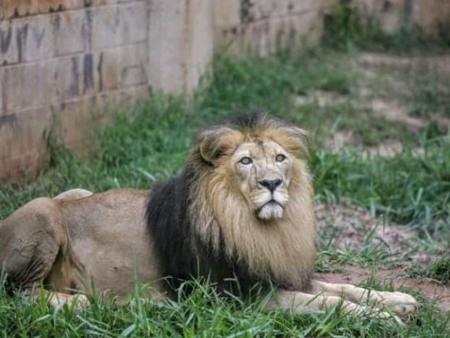 Zoolgico perde o leo Salomo