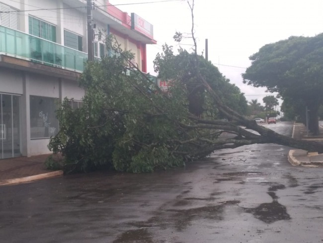 Deodpolis: Tempestade passa e derruba arvore em frente a prefeitura