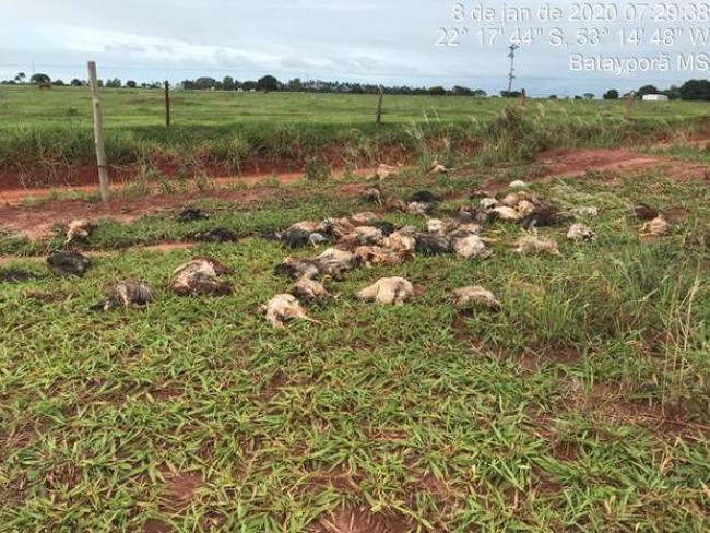 Lamentvel: PMA flagra descarte de 100 aves mortas em rea rural de Bataypor