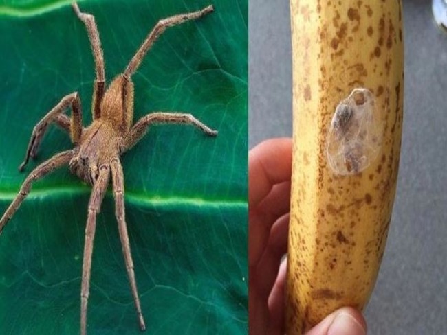 Homem come banana com aranha e perde movimento do brao