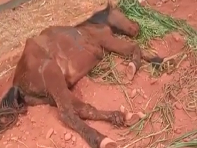 Cavalo doente  abandonado por dono, agoniza por horas e morre no meio da rua em MS