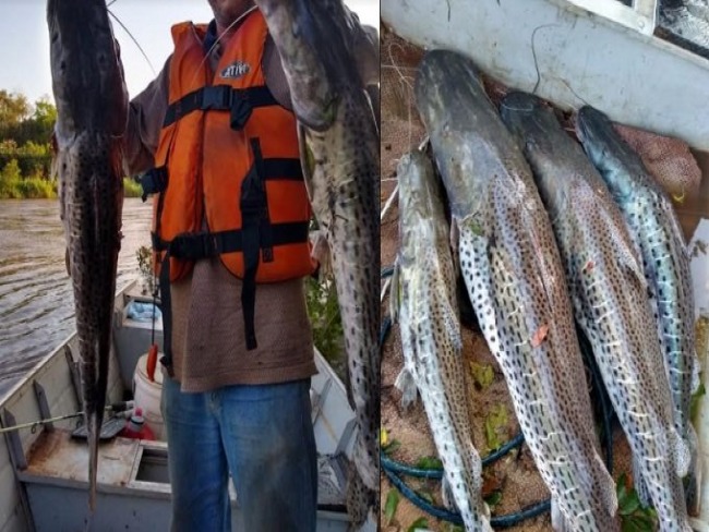 Homens postam fotos de pescaria ‘farta’ em MS e acabam multados pela PMA