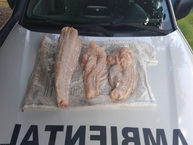 Operador de mquinas flagrado com carne de jacar  multado em R$ 5 mil
