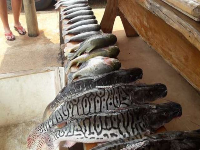 Em três meses, PMA autuou 10 infratores, aplicou multas e apreendeu 154 kg de pescado
