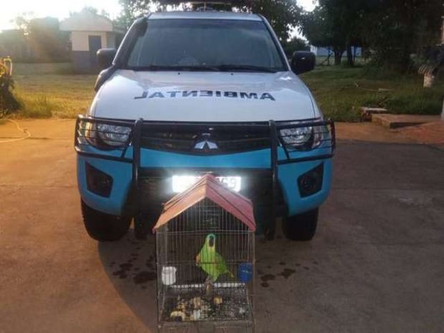Jovem  multada em R$ 5 mil aps ser denunciada por criar papagaio ilegalmente