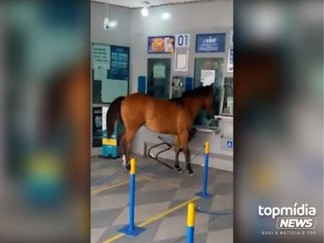 Vdeo: cavalo invade lotrica, assusta clientes, que fazem piada: veio sacar auxlio