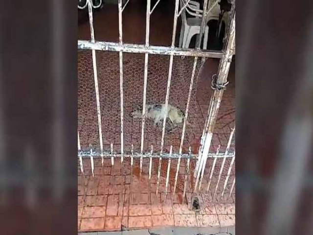 CAMPO GRANDE: Cachorro agonizando chama ateno de vizinhos e polcia  acionada