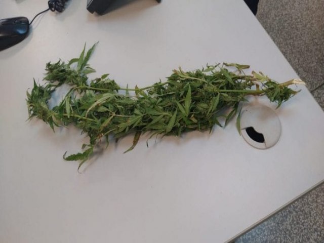 Campo Grande: Vtima de violncia domstica  flagrada com p de maconha dentro de delegacia