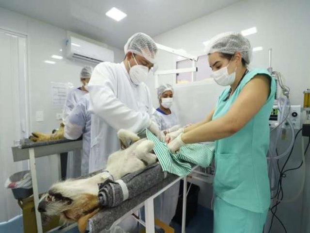 No primeiro dia de atuao, 13 animais recebem castrao no Castramvel