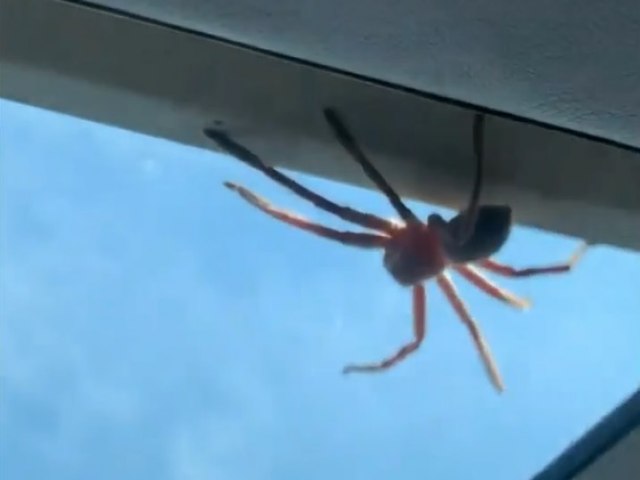 Vdeo: aranha gigante cai no colo de piloto durante pouso na Austrlia