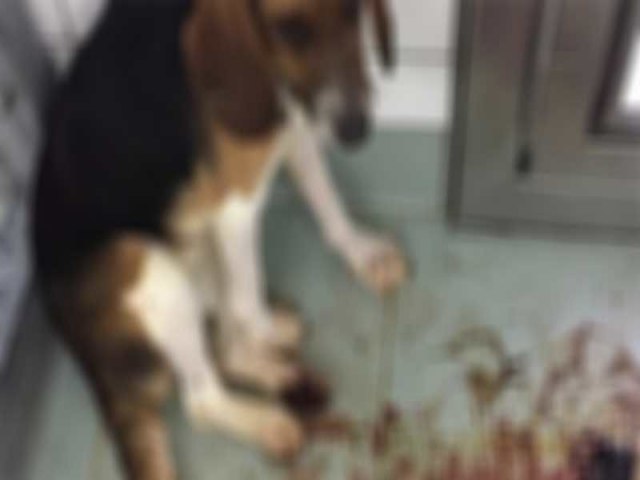 Acusado de mutilar cachorro em tentativa de castração sem anestesia é preso