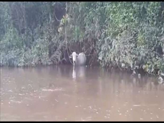 Turistas resgatam vaca ilhada no rio Aquidauana (vdeo)