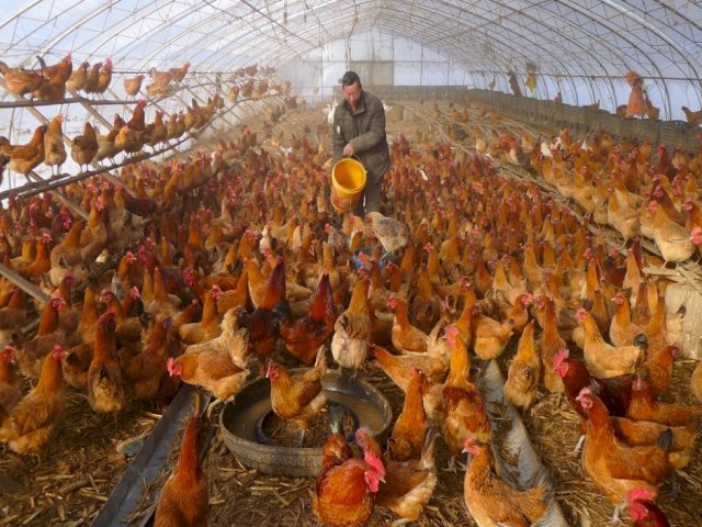 Espanha relata surto de gripe aviria altamente patognica em granja, diz OIE