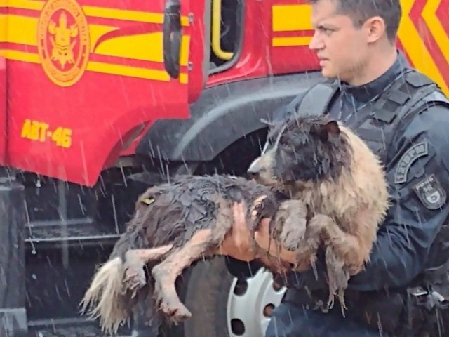 NAVIRAÍ: Policial Militar resgata dois cachorros de casa em chamas