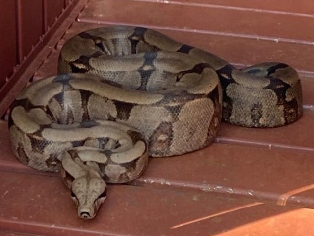 PMA captura jiboia de 2 metros dentro de casa em Campo Grande