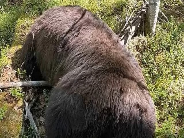 Caador atira em urso e acaba morto com o crnio esmagado pelo animal