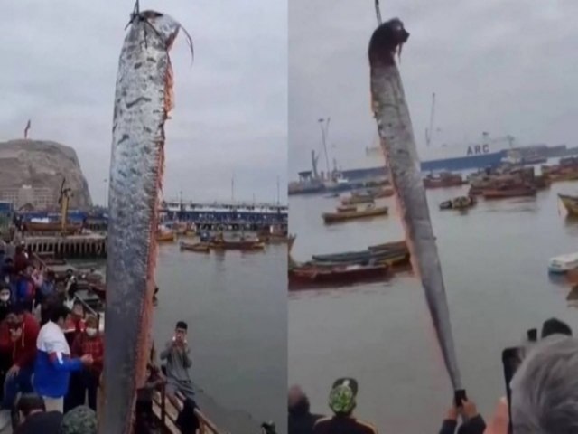 Peixe gigante que anuncia terremoto aparece no Chile e causa pnico em populao; vdeo