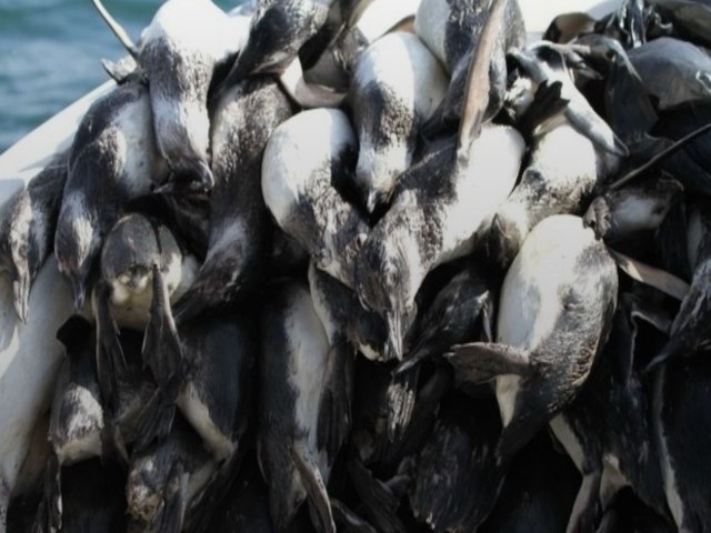 Quase 600 pinguins so encontrados mortos no Litoral de SC aps passagem de ciclone