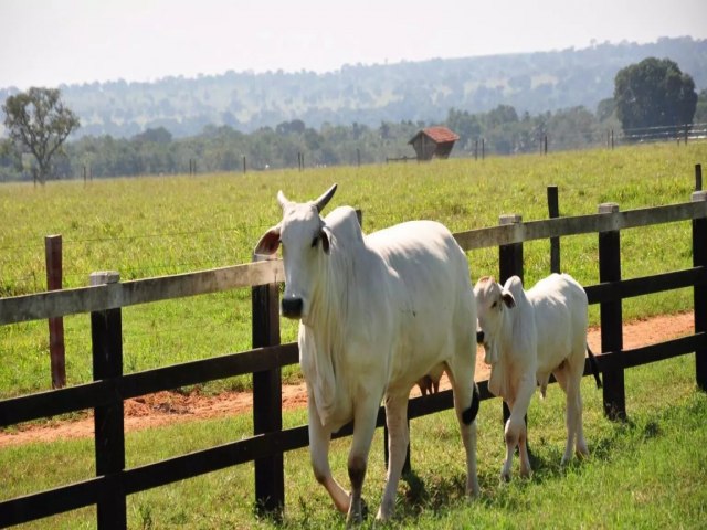 Pecuria perde espao na economia, mas Mato Grosso do Sul segue 5 exportador de carne