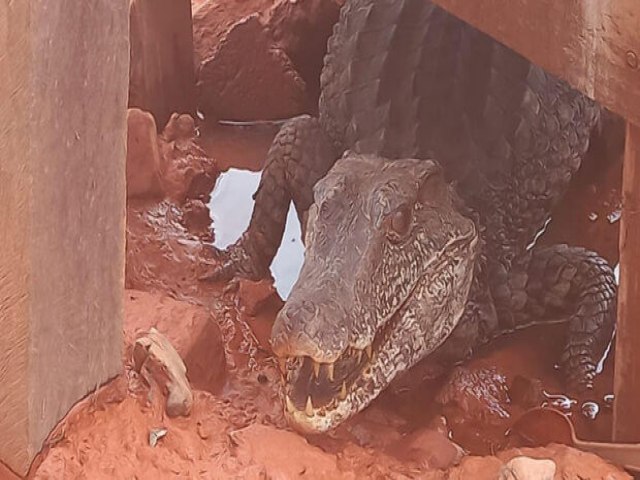 Jacar  capturado em ptio de Mineradora, em Corumb