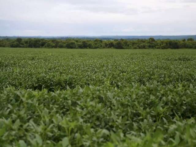 Produo de soja em MS deve alcanar 13,35 milhes de tonelada em 2023