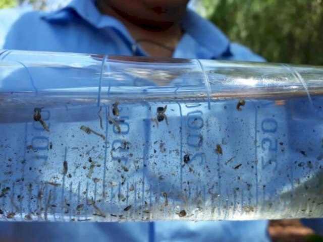 MS tem 14 casos confirmados de infeco pelo vrus Zika neste ano