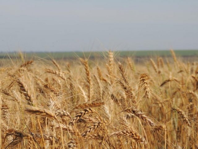 Embrapa de Dourados pode inserir MS na estratgia de autossuficincia do trigo pelo Brasil