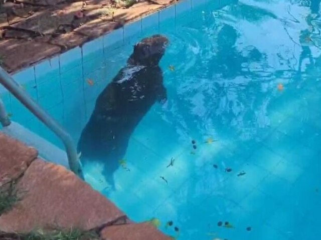 Capivara  resgatada aps invadir piscina de residncia em Campo Grande