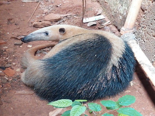 Tamanduás fazem Inusitadas Visita Residencial em Deodápolis