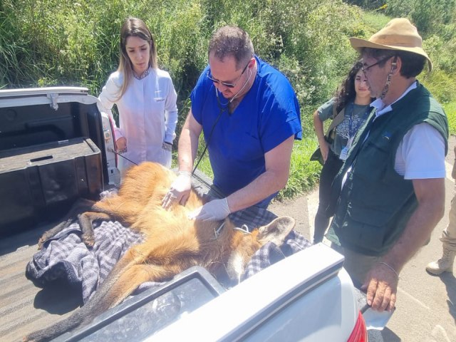 Equipe do IAT resgata lobo-guar atropelado em rodovia dos Campos Gerais
