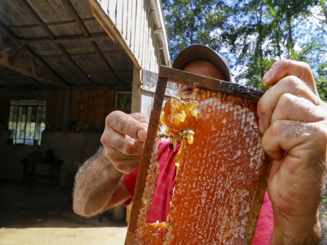 Segundo maior produtor nacional, Paran� se destaca pela qualidade do mel