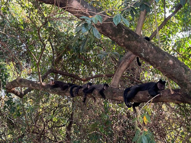 IAT cria metodologia para reestabelecer fauna em rea incendiada ms passado