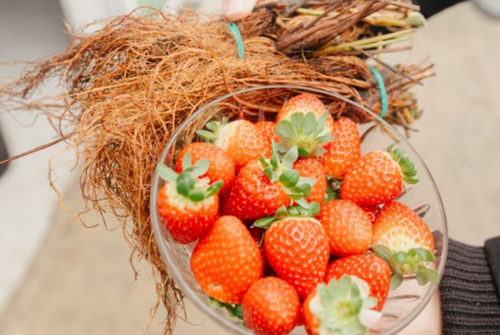 Prefeitura de S�o Jos� dos Pinhais beneficia 308 produtores com a entrega de mais de 300 mil mudas de morango