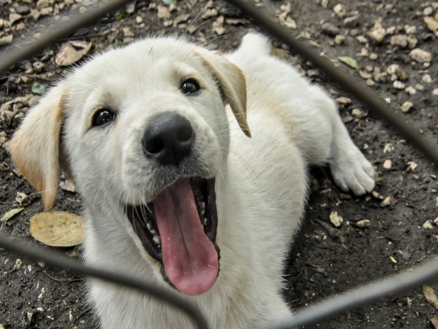 Quer adotar ou doar um animalzinho?