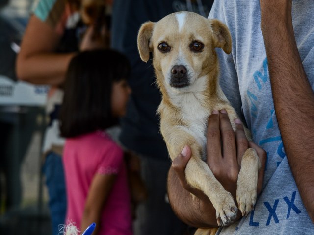 Ao de Guarda Responsvel: orientaes, vacinao e microchipagem gratuitas