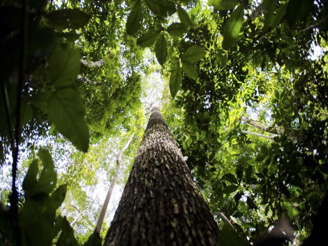 Geral Dia Mundial do Meio Ambiente refora conservao das florestas