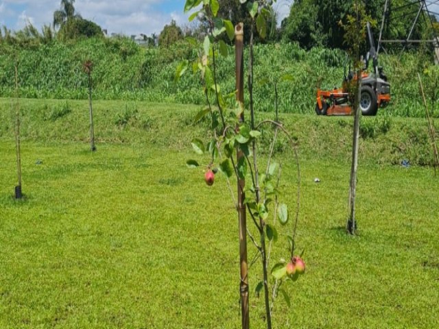 rvores frutferas plantadas pela prefeitura neste ano j esto produzindo