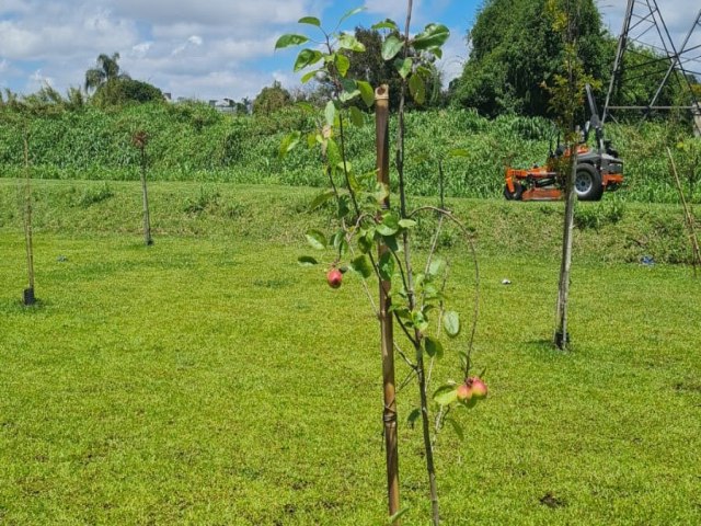 rvores frutferas plantadas pela prefeitura neste ano j esto produzindo