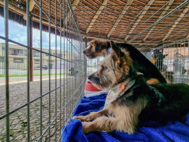 Sbado  dia do Evento de Adoo de Animais no Bosque Municipal