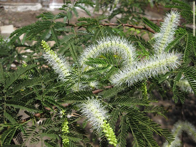 A Jurema Preta Mimosa tenuiflora (Willd.) Poir., planta sagrada e sua importância simbólica para o povo Pankararé