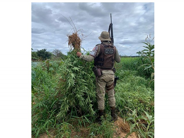 PMBA erradica mais 22.300 mil pés de cannabis sativa (maconha) em continuidade da “Operação Terra Limpa” no município de Curaçá, norte da Bahia