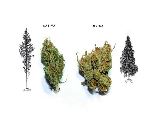 Cannabis Indica e Sativa: 5 variedades famosas de cada