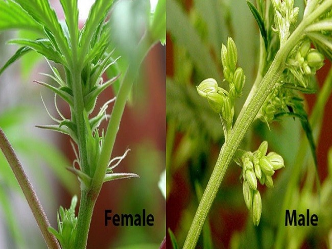 Como identificar e diferenciar plantas fêmeas e machos de maconha